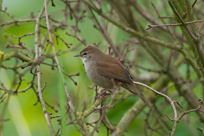 Na heel veel veldwerk enkele foto's kunnen maken van de Cetti's zanger.