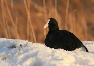 Ik vond het contrast met de sneeuw en de Meerkoet wel mooi. en hij liet zich goed benaderen