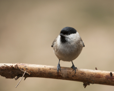 Het was erg onrustig voor de vogelhut! Vogels bleven niet lang zitten, dit kwam waarschijnlijk door een soortgenoot die daar was opgegeten. Deze matkop bleef even zitten voor een foto!