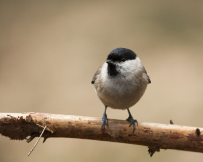 Het was erg onrustig voor de vogelhut! Vogels bleven niet lang zitten, dit kwam waarschijnlijk door een soortgenoot die daar was opgegeten. Deze matkop bleef even zitten voor een foto!