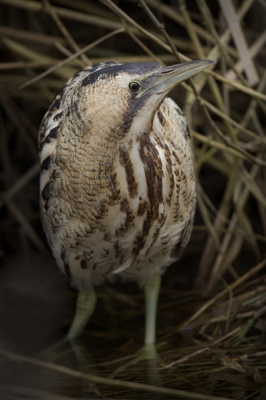 Rijdend door de polder om roofvogels te spotten zie ik deze roerdomp mooi in het beperkte licht van vandaag staan. Een paar foto's kunnen maken en doorgereden.
Mijn eerste roerdomp vrij en dichtbij. Mooie ervaring.
http://www.paul-natuurfoto.nl/index.html
