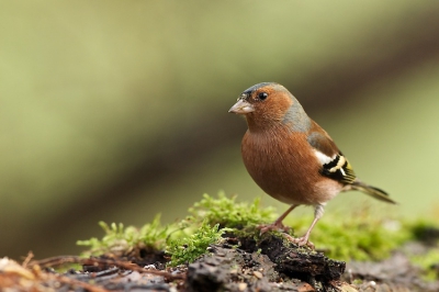 Gefotografeerd vanuit mijn vaste schuilhut. De vogels zijn gewend aan de hut. Ik hoef dus alleen maar geduldig te wachten tot ze voor mijn lens komen.
