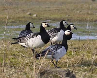In het nieuwe natuurgebied Tureluur nabij Zierikzee (Borrendamme) zaten veel ganzen in het veld. Vanuit de auto op de rijstzak.