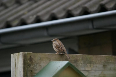 op een schutting zag ik deze mus zitten omdat de mus niks in de gaten had kon ik vanaf mijn plekje een foto maken heb dat dan ook gedaan ook. deze is met wat bewolking en verder redelijke omstandigheden gemaakt