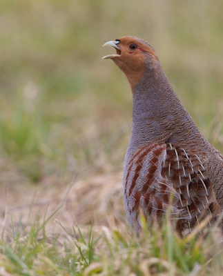 Vogel zat op afstand in braakliggend terrein, draaide plots kop en keek naar boven: onraad (ik zat in auto en kon niet in de lucht checken). Vogel zakte langzaam door de enkels en 'bevroor'. Kon toen met auto dichtbij komen. Na 5 minuten stak hij zijn kop omhoog en riep.....