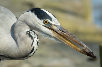 Deze keer bleef de reiger lang genoeg zitten.