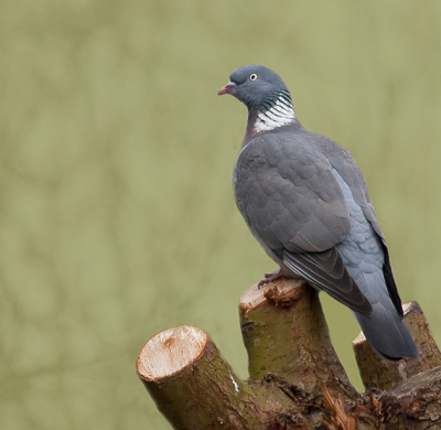 In een geknotte wilg zat deze mooie Houtduif,
de kleuren sparaken mij aan op deze grijze dag.