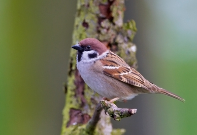 ik reed met iemand anders omdat ik een nieuwe camera wil door een bos en kwam deze huismus tegen en, heb er een foto van gemaakt