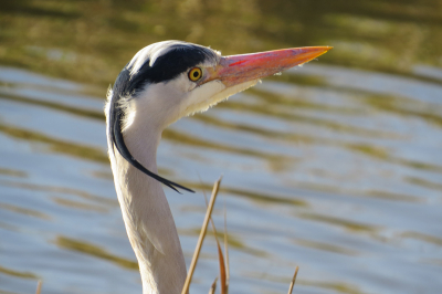 op zoek naar een eerder gespotte fazant stond ik opeens oog in oog met deze jongen. Ik vond hem wel stoer