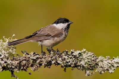 Afgelopen zomer naar Zweden geweest. Heb daar in de tuin een plekje ingericht voor de vogels die daar zaten. Na twee dagen werd het erg druk op de plek. Deze glanskop liet zich beter fotograferen dan zijn neefjes in Nederland. Hier wilde hij zelfs even zingen voor me.