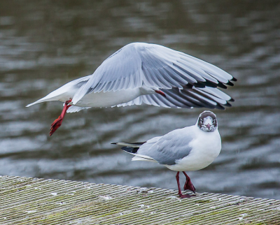 De lente staat voor de deur en de vogels trainen voor het grote moment.