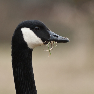 Vaste bezoekers van het weilandje achter mijn tuin. 
Een portretfoto maken is dan ook niet moeilijk, wanneer zij je volledig vertrouwen.