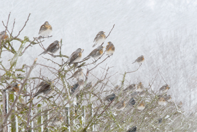 Dit is voor mij een vraagteken foto.
Ik weet niet of ik hem nou mooi of rommelig moet vinden. De meningen zullen wel verdeeld zijn, gelukkig.
Kramsvogels met spreeuwen in de sneeuw.