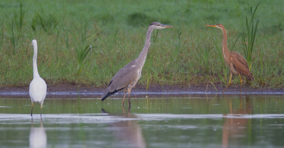 Deze zit al een tijd in onze collectie.
Oke geen top foto, maar wel 3 soorten reigers in 1 beeld