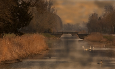 In een mooi landschap zwommen deze mooie knobbelzwanen, vond het erg  mooi.