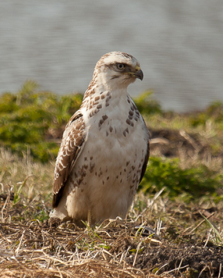 Zit zomaar op 20 meter afstand voor mij.
Canon 5D II, 100-400 mm