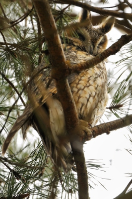 min of meer ongecropte beeld (98%) na bewerking
ze zaten er nog gezellig met zijn negenen, 
het schijnt dat hun oorspronkelijke roestplaatsen drie jaar terug door de plaatselijke/regionale/landelijke natuurbeheerder omgezaagd zijn tbv de een of andere natuurlijke ontwikkeling. :) grappenmakers zijn het soms.