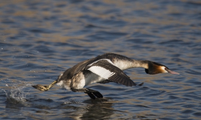 Hier in de Polder zitten op het moment ook een paar stelletjes Futen mooi om een bals gedrag te volgen.
Deze trok een sprintje van een paar meter, om een aantal Waterhoentjes op afstand te houden.