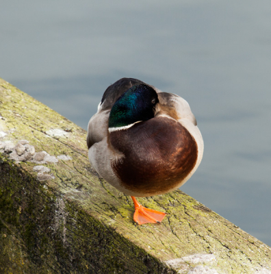 's Morgens in het ochtend zonnetje. Snel foto maken en niet storen