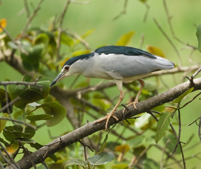 Op de valreep van de reis gefotografeerd, ik had zelf nog nooit een Kwak gezien. Een mooie reiger soort is het,ben er blij mee.