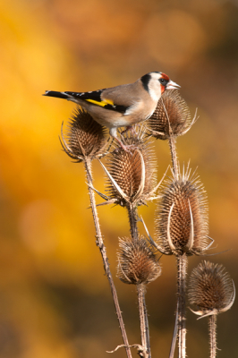 Hier nog een putter met op de achtergrond een beukenheg in herfstkleuren.