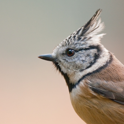 alweer een poos geleden dat ik deze kuifmees van zo dichtbij op de foto kon zetten. Bij onze hut zijn ze zo gewend, dat ze soms op minder dan een meter voor de hut zitten. Zo nu en dan gaat er zelfs een vogeltje op de zonnekap van de lens zitten.