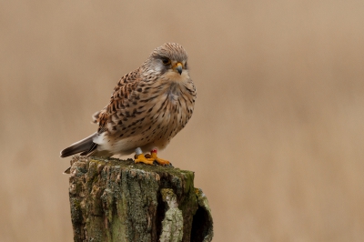 Deze torenvalk zat langs de kant van de weg op een paaltje.
Het riet op de achtergrond kleurde mooi bij de vogel.
Het was genieten om de torenvalk van zo dichtbij te zien. 
Opnieuw aangeboden omdat er een oranje kleurzweem was. Witbalans aangepast van bewolkt naar 5700.