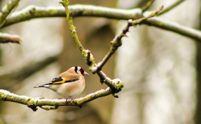 Na een regenachtige zaterdag, vandaag maar weer eens op pad geweest. Het was geen pretje in de snijdende koude wind. Weinig vogeltjes gezien, maar net voordat ik de camera op wilde ruimen kwam dit puttertje uit het niets voor me op een tak zitten.