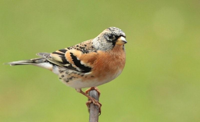 deze keep gisteren op bezoek gehad,jammer genoeg niet op een mooi takje kunnen fotograferen,maar wil hem wel laten zien
Groet Maria