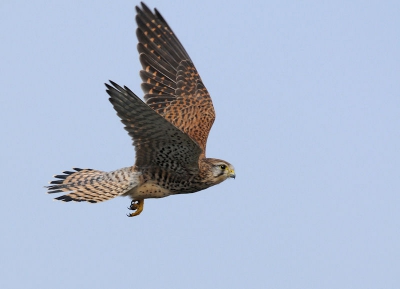 De Torenvalk was aan't jagen boven de dijk , plots liet hij zich vallen met een schijnmaneuver , en kwam terug omhoog maar gelukkig nog net binnen de kader .