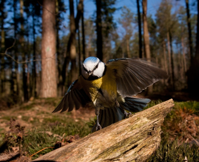 Ben nog steeds aan het oefenen om met weinig mm vogels te fotograferen. Maar wat valt dat toch steeds tegen.
Was met deze foto nog wel redelijk blij, ondanks dat de scherpte nog niet helemaal naar mn zin is