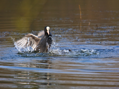 Deze Meerkoet had het aan de stok met een soortgenoot. De lente in de bol en dan gaat het er heftig aan toe soms. Ik vond de dynamiek in de foto wel wat hebben. Ondanks de tak links boven toch een geslaagd plaatje.