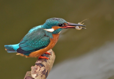 met een klein beetje geduld deze mooie vogel kunnen fotograferen