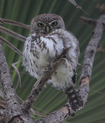 In de tuin van het Lemon Creek Hotel had ik al regelmatig het geluid van de Pearl-spotted Owlet gehoord. Op een gegeven moment toch maar op zoek gegaan en dus gevonden.