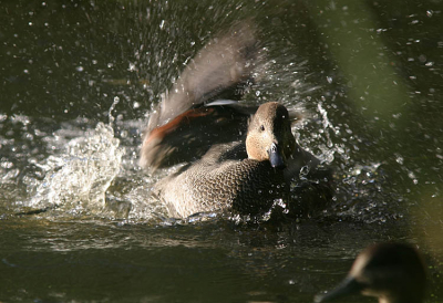 Tijdje Nix op Birdpix.
Vanmorgen deze wilde krakeend woerd badderend. Het is paartijd op de vijver midden in het Heempark naast de Kinderboerderij.