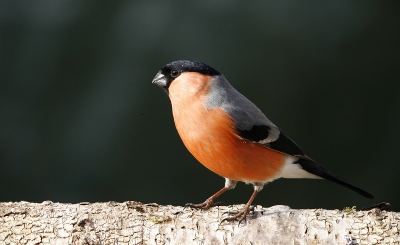 Ze zitten soms met z'n 5en bij mij in de tuin en helemaal niet bang dit is trouwens het eerste jaar dat ze bij mij in de tuin zitten in Epe.