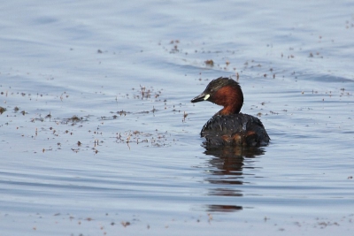 Vanuit de vogelkijkhut kon ik in de verte een dodaars herkennen. Plots dook er een in zomerkleed vlak voor de hut op.