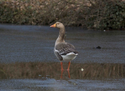 Deze gans stond mooi stil op het ijs. Ben benieuwd wat jullie er van vinden. 1e keer op stap met mijn Sigma 150-500mm