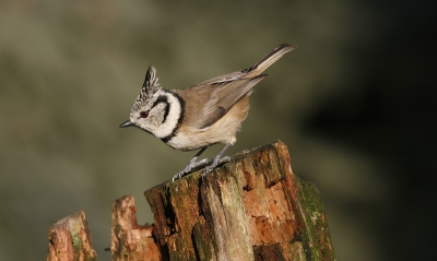 vanuit een kijkhutje in epe heb ik dit mooie vogeltje met zijn specifieke geluid weten te fotograferen.