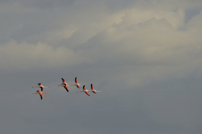 Hier nogmaals de&#937;elde foto die ik eerder geplaatst heb. Nu wat donkerder afgewerkt en met meer lucht afgebeeld.
Ik ben benieuwd welke reacties hier op komen.