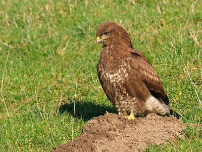 Op verzoek van collega ReneD, eindelijk weer eens een foto van mijn kant. Omdat eind januari onze kleine Leah is geboren heb ik de afgelopen tijd weinig tijd gehad voor de vogels.

Deze Buizerd kwam ik tegen tijdens een rondje door de natuur. Hij was erg druk met het jagen op mollen.
Heb bewust gekozen voor een setting op een molshoop.