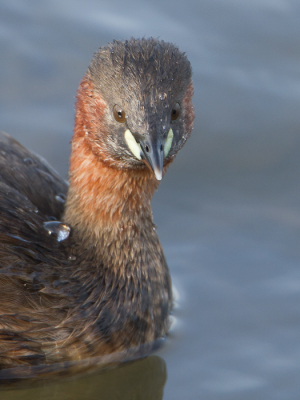 Er is altijd wel wat te zien en/of te beleven bij de vogelkijkhut aan de Oelemars. Vanmorgen kwam deze Dodaars wel heel dichtbij, waardoor ik dit portretje kon maken.