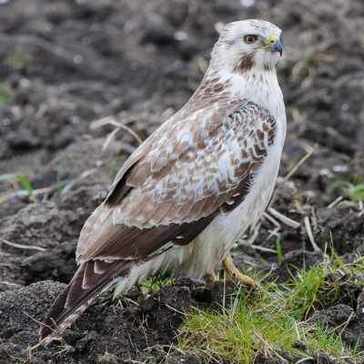 Deze buizerd cirkelde boven de mobiele schuilhut en vond het niet bezwaarlijk om behoorlijk dichtbij te landen. Kon een leuke serie schieten van deze rover.