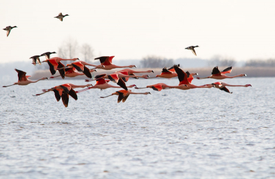 Iets onnatuurlijks was het wel de flamingos maar wat mooi om mee te maken. Maakten twee keer een grote vluchtronde in een paar uur.