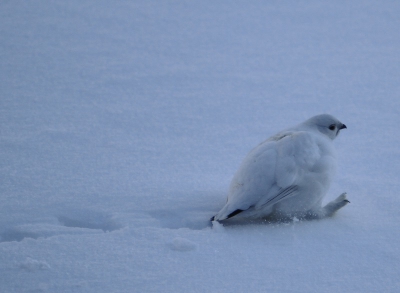 Tijdens een mooie sneeuwschoenwandeling, tuimelde dit bolletje van een helling door de sneeuw. Dacht eerst dat het een sneeuwbal was op ongveer 80M. Vervolgens vloog hij stukje om vlakbij te landen en lopend snel uit de voeten te gaan. Nog net genoeg tijd om even snel te klikken. Helaas liepen we in een Vallei met veel donkere schaduw.