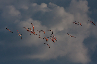 Had de sluitertijd nog niet aangepast aan de felle lucht, waar langs ze iets eerder voorbij waren vlogen. Was toch verrast met het resultaat. Een bijzonder mooie ontmoeting met deze vogels.