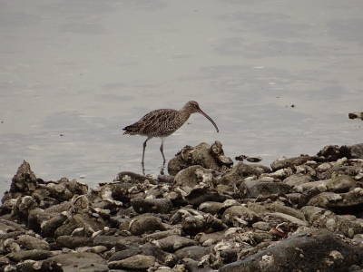 Wulp die oester aan het leegzuigen was. Foto genomen aan de Oesterdam (de naam doet in dit geval zijn eer aan). 

Foto genomen met mijn nieuwe aanwinst de Sony HX200v. Een geweldige camera met 30 x optische zoom !!!

Om het verschil te laten zien tussen 0 en 30 x zoom zie onderstaande links:

Deze foto heb ik genomen op de Emma piramide te Rozendaal met 0 x optische zoom (hou het rode cirkeltje in de gaten):

https://picasaweb.google.com/108355154869485510383/EersteFotoSSonyHX200v#5844168498541017266

En deze met 30 x optische zoom (uit de hand!)

https://picasaweb.google.com/108355154869485510383/EersteFotoSSonyHX200v#5844169085534768546