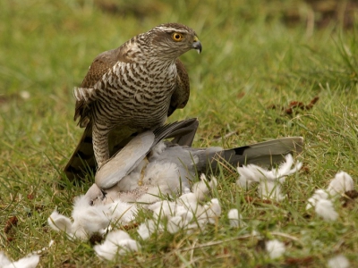 deze sperwer vloog eerst met tortel en al tegen het keukenraam, ging vervolgens achter de schuur in het gras zitten en begon gelijk te plukken en trekken.
ik ben plat op m,n buik gaan liggen met m,n camera om de hoek van de schuur. wat een belevenis.