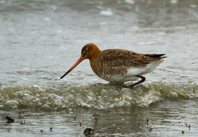 Deze grutto was aan het fourageren aan de rand van het wad in koud weer,normaal is hij in de weilanden in de weer.