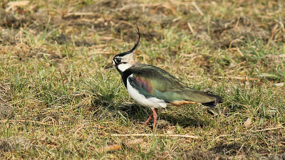 vanmorgen rondje polder omdat het zo lekker zonnig is. de kievitten zijn alweer druk bezig. hier een plaatje van een kievit die niet bang was en lekker dichtbij bleef staan